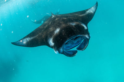 Sting ray swimming in sea