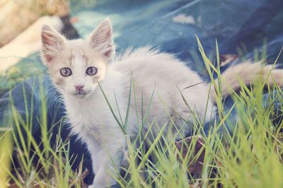 Portrait of kitten standing in back yard