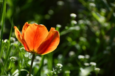 Close-up of orange flower