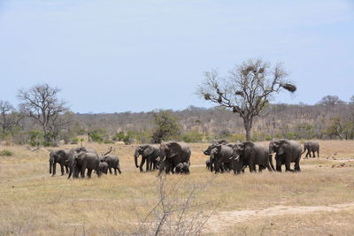 Elephants in a field