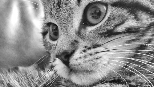 Close-up portrait of cat