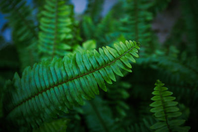 Close-up of fern leaves