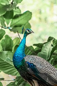 Close-up of a peacock