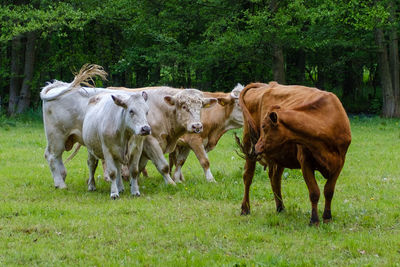 Cows on field