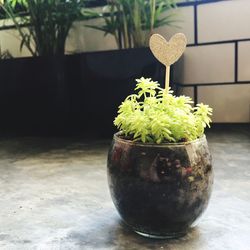 Close-up of potted plant on table