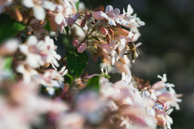 Close-up of bee pollinating on flower