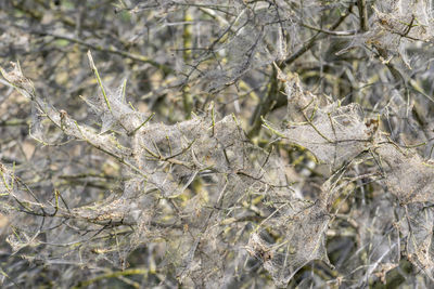 Full frame shot of bare tree