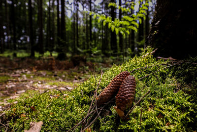 Lizard on tree trunk in forest