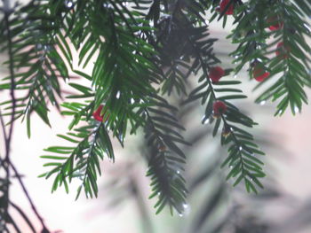 Close-up of pine tree branch during winter