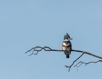 Bird perching on branch against clear sky