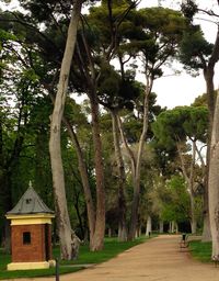 View of footpath along trees