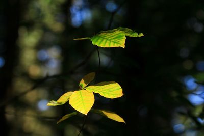Close-up of yellow leaves on plant