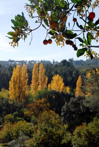 Trees against sky during autumn