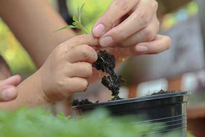 Close-up of person holding potted plant