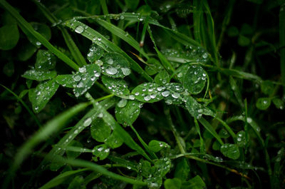 Close-up of wet plant leaves during rainy season