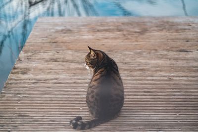 High angle view of a cat on boardwalk