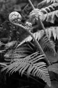 Close-up of dry flowers on leaves