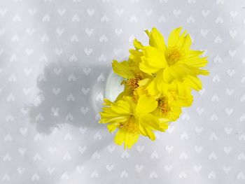 High angle view of yellow flowering plant