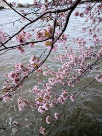 Close-up of pink cherry blossoms in spring