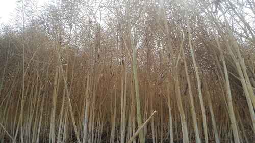 Close-up of bamboo trees in the forest