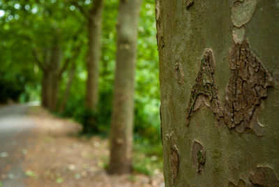 Close-up of tree trunk in forest