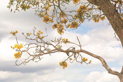 Low angle view of tree against sky