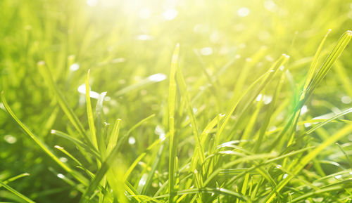 Close-up of dew on grass