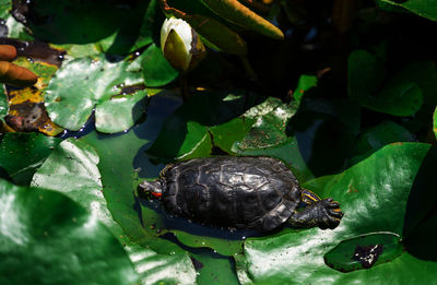 Close-up of turtle on leaves in lake