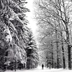 Bare trees on snow covered landscape