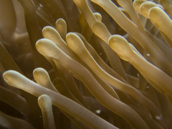 Close-up of coral in sea
