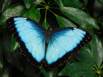 Close-up of butterfly on leaf