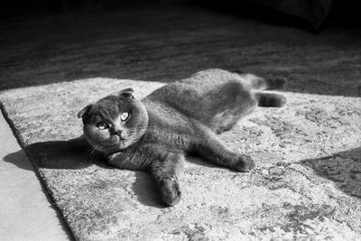 My scottish fold cat beautifully and harmoniously lying down on the carpet. light and shadow. 