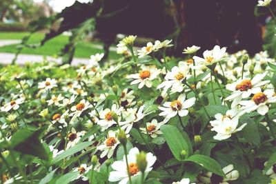 Close-up of white flowers