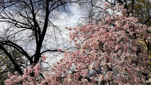 Low angle view of cherry blossom tree