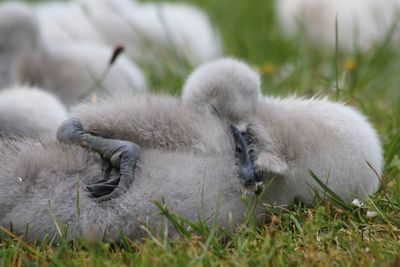 View of sheep on grass