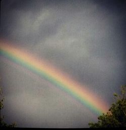 Rainbow over trees