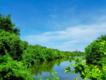 Scenic view of lake in forest against sky