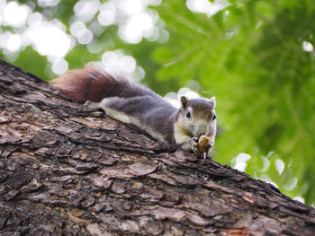 Close-up of squirrel on tree