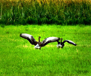 View of grassy field