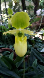 Close-up of yellow flower