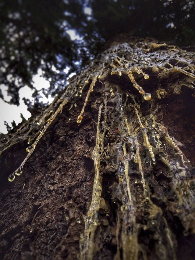 Drippy tree