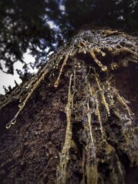 Low angle view of tree trunk in forest