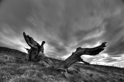 Driftwood on field against sky