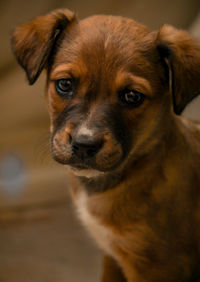 Close-up portrait of dog