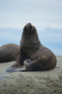 Aquatic mammal on rock at beach against sky