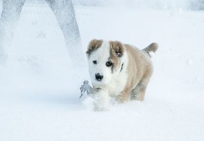 Dog standing on snow covered landscape