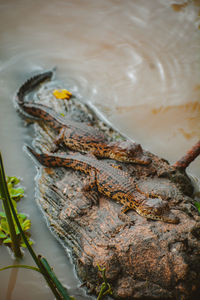 Close-up of crocodile hatchlings on a rock