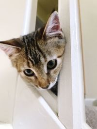 Close-up portrait of cat at home