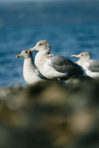 Close-up of seagulls against sea