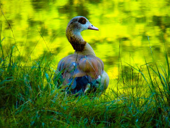 View of duck on field